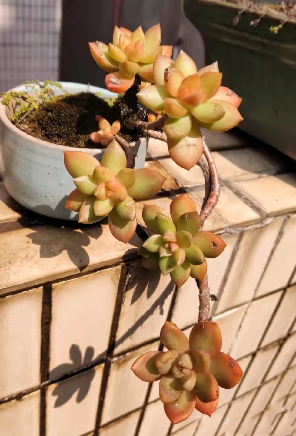 便宜又好养的5种多肉,皮实好养容易出状态的多肉有哪些