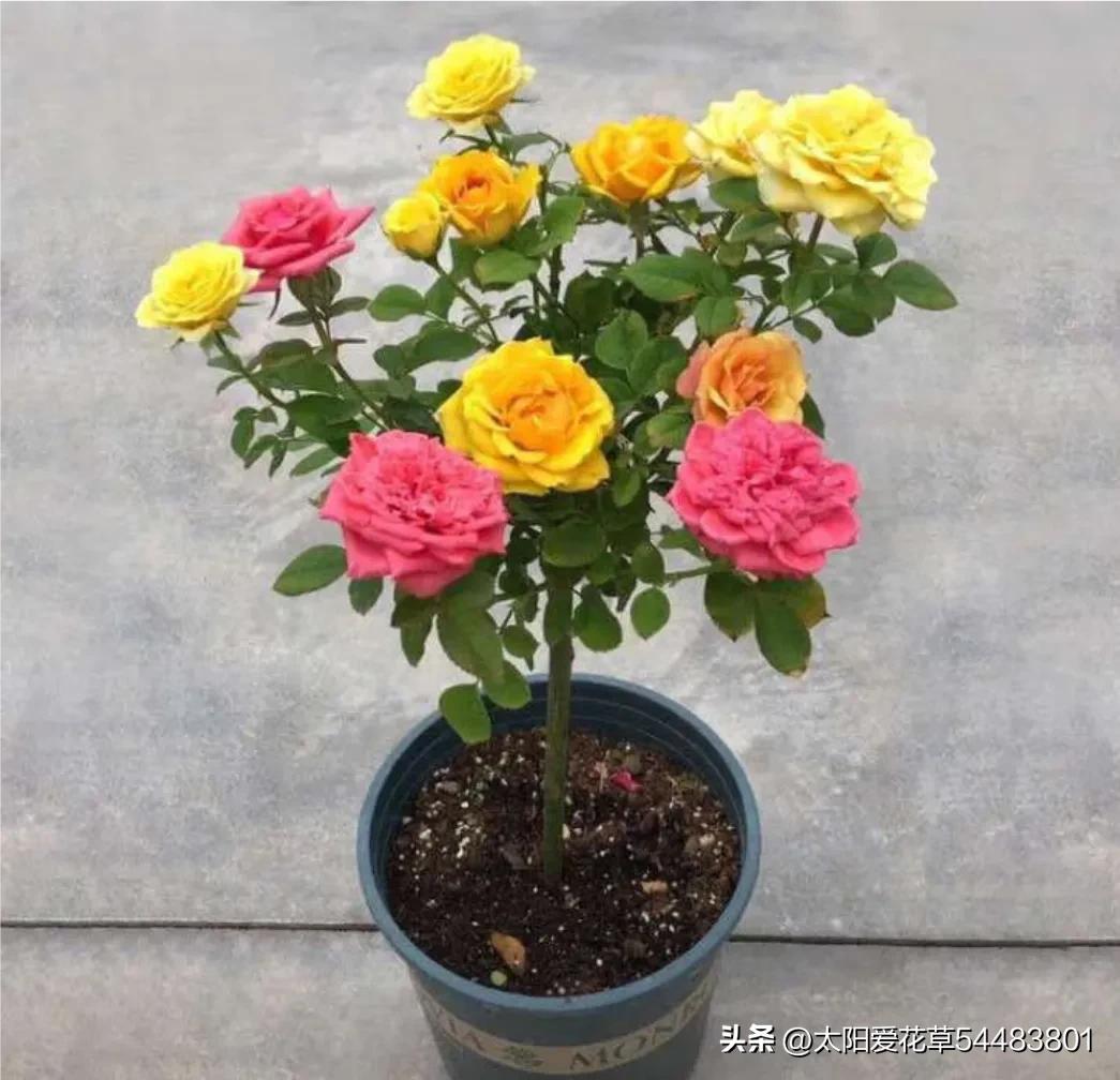 最好养的十种花种秋冬季,常年开花又好养的花盆栽推荐