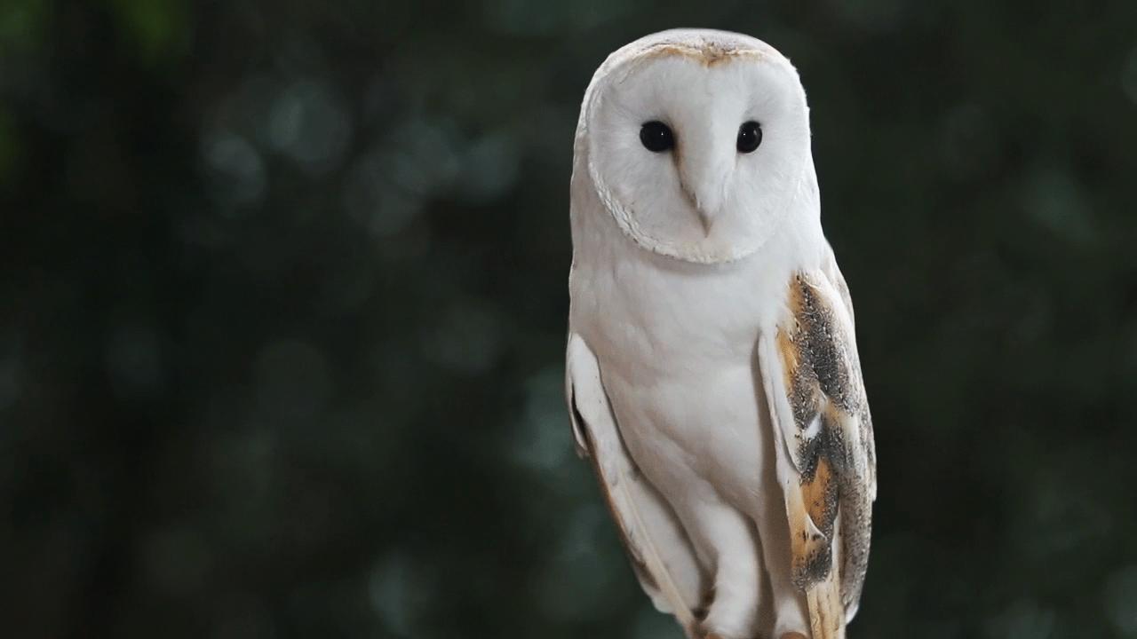仓鸮，美如画——白衣似雪，夜袭如风
