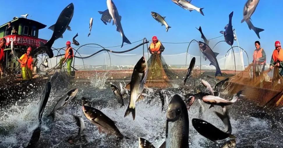 何延忠沙漠养鱼完整视频,何延忠治沙