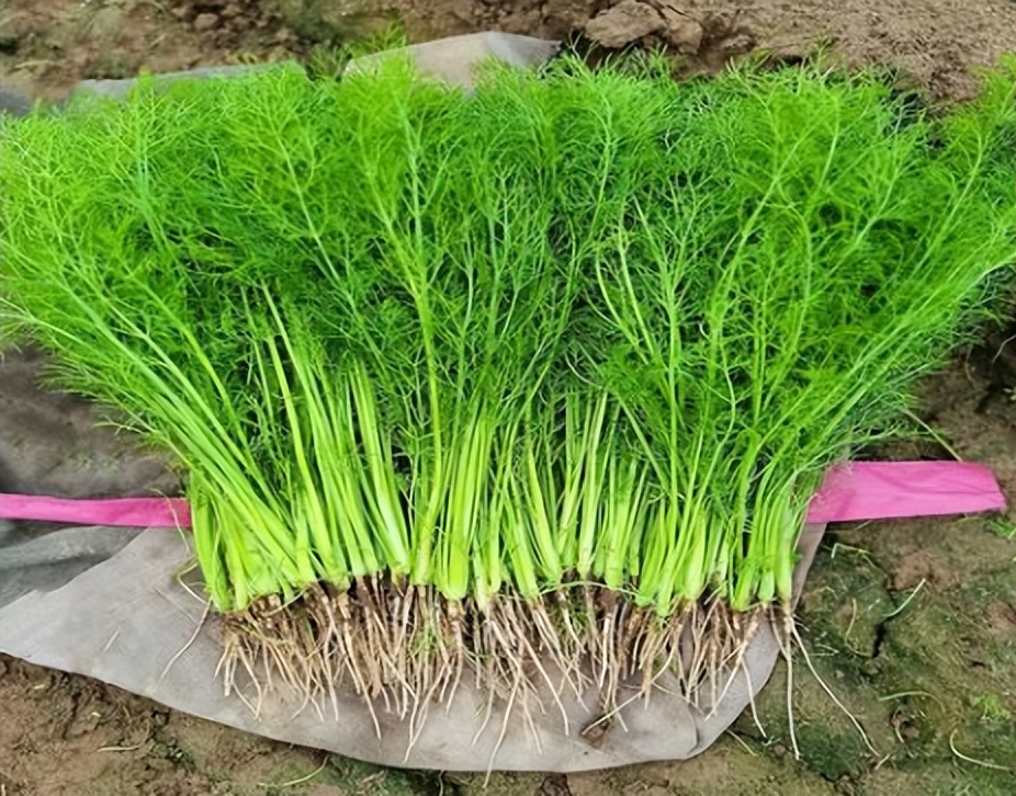 地位“尴尬”的茴香，北方人餐餐吃也不腻，南方却很少人认识它