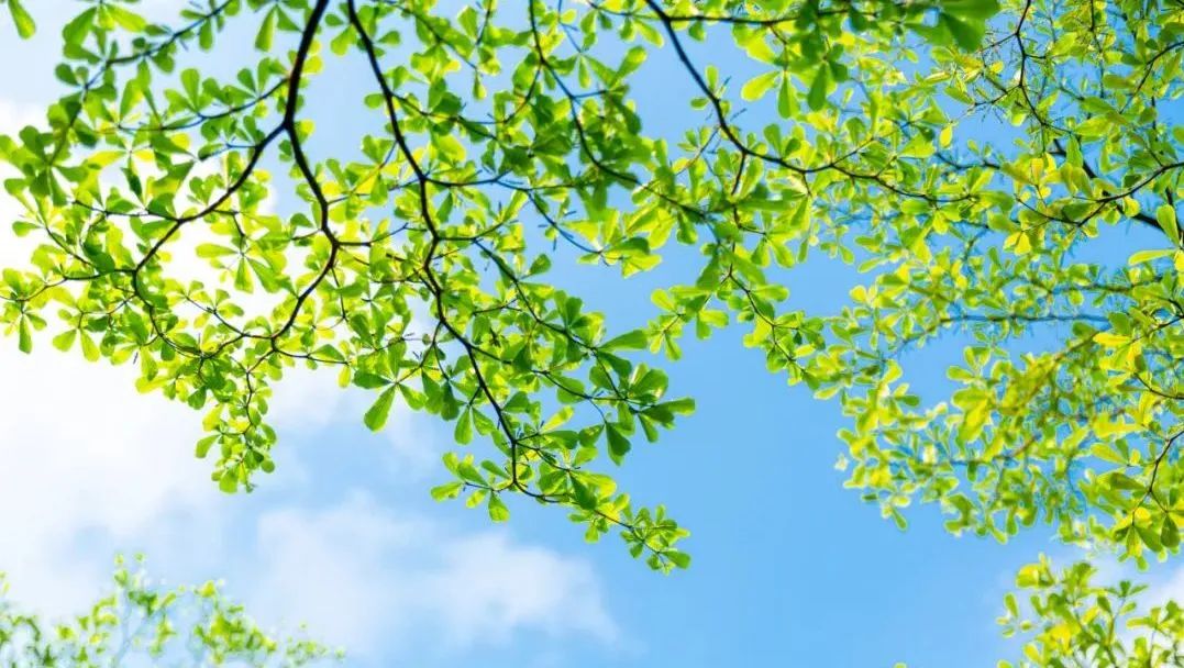 二十四节气立夏美文,立夏节气语录