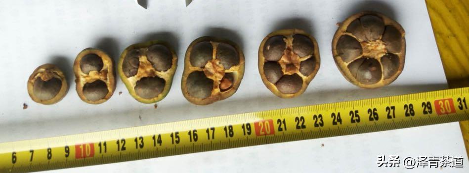 茶树为什么多生“南”而不生“北”？