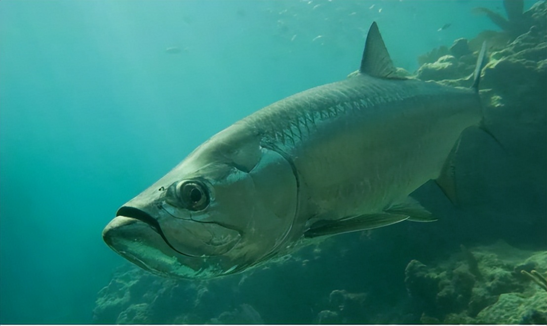 日本的地震前反常现象,揭秘日本地震来临有哪些应对措施