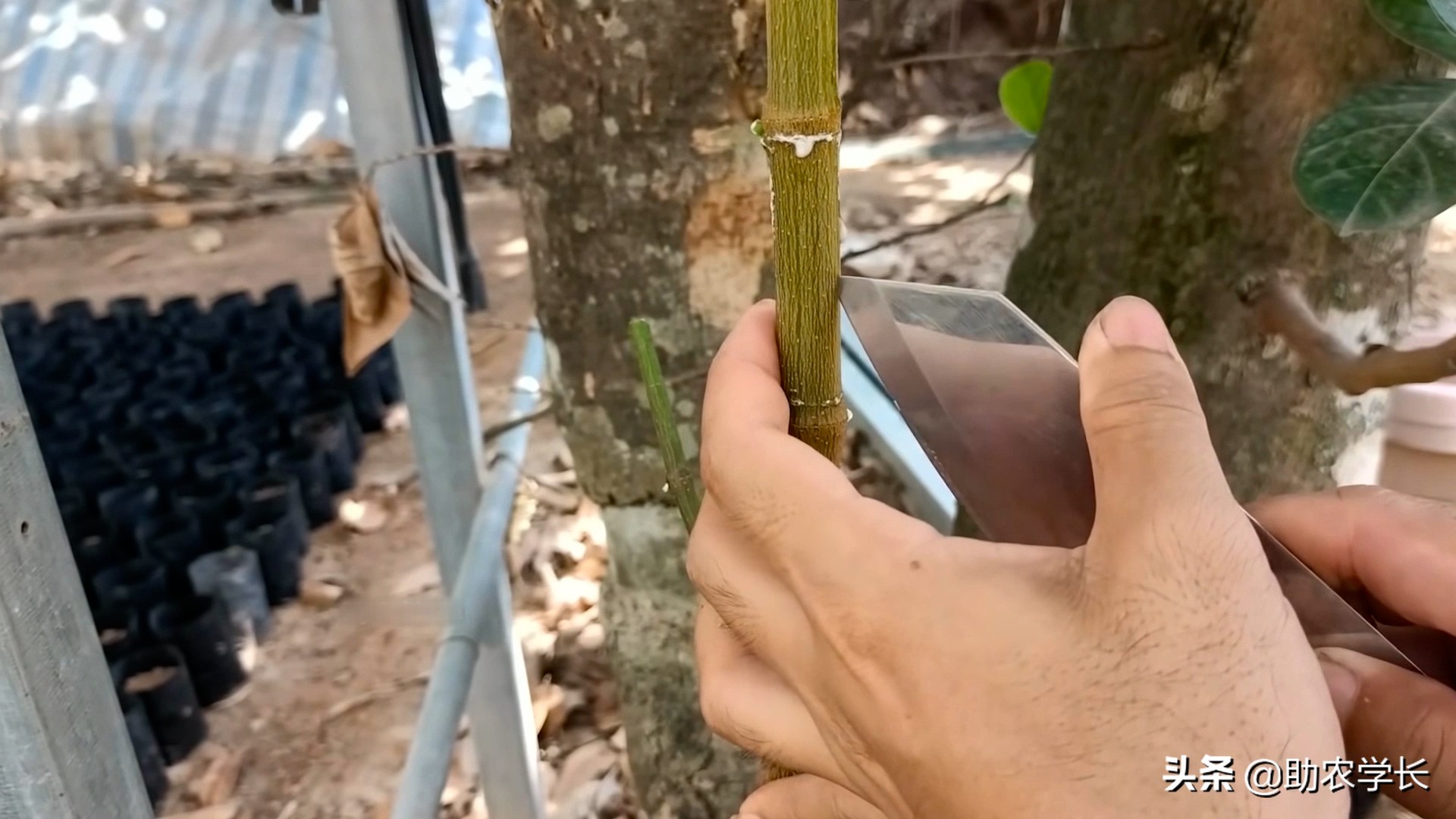 无土栽培菠萝蜜种,菠萝蜜枝条生根种植法