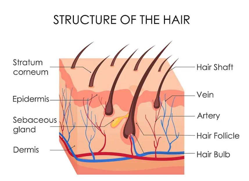 为什么头发越长越分叉,为什么头发一长就容易分叉