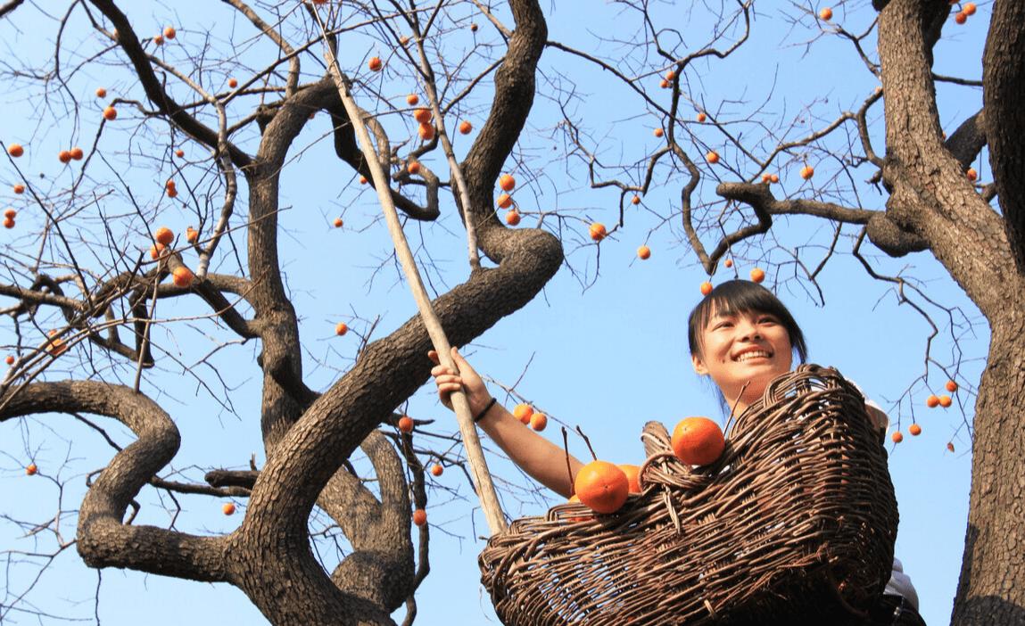 空腹吃柿子为什么会结石,空腹食用柿子当心结石作怪