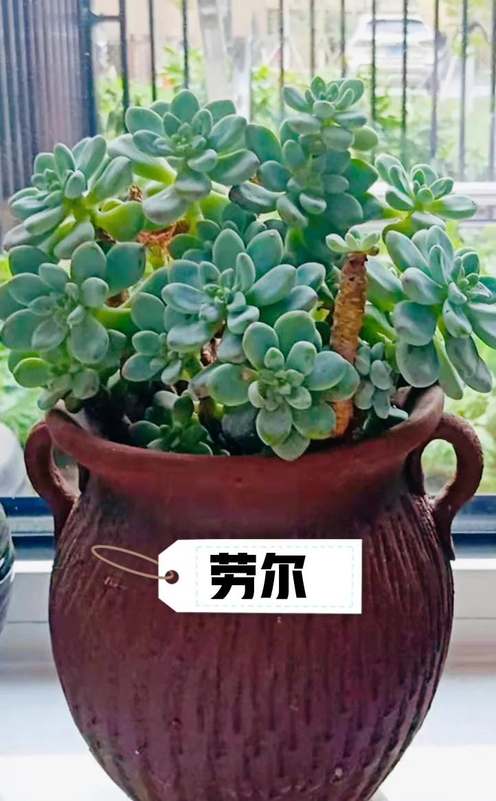 人见人爱花见花开车见车爆胎,人见人爱花见花开台词