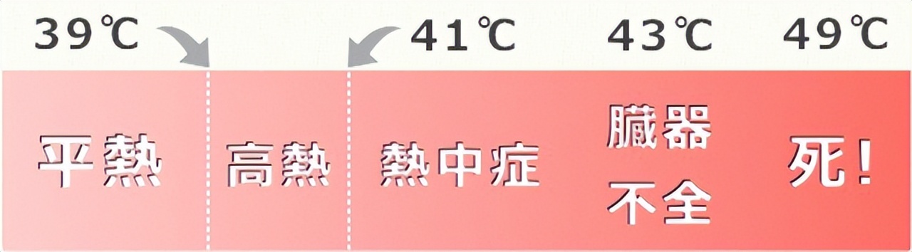 猫咪中暑的症状,猫咪中暑有什么表现