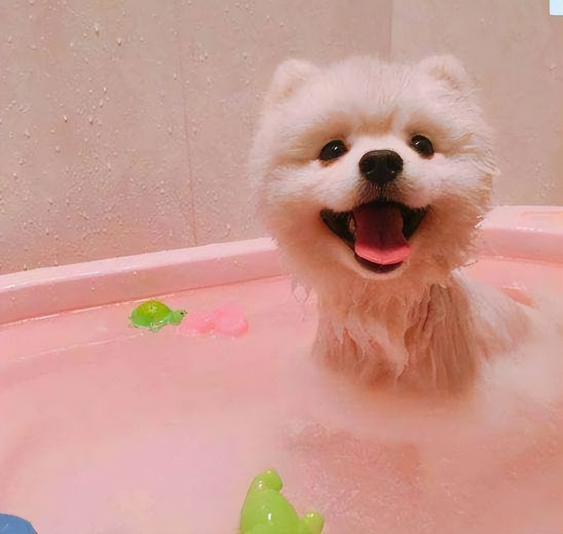 养博美的禁忌和注意事项,养博美怎么防止乱叫