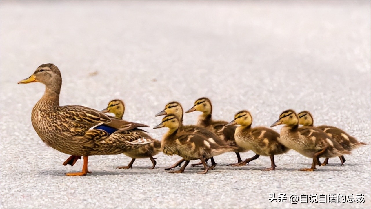 鸭：一鸭战四虎？弹射胜航母？鸭子的真相，也许超乎你的想象