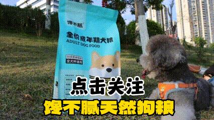 第一次养狗边境牧羊犬,为何很多人不敢养边境牧羊犬