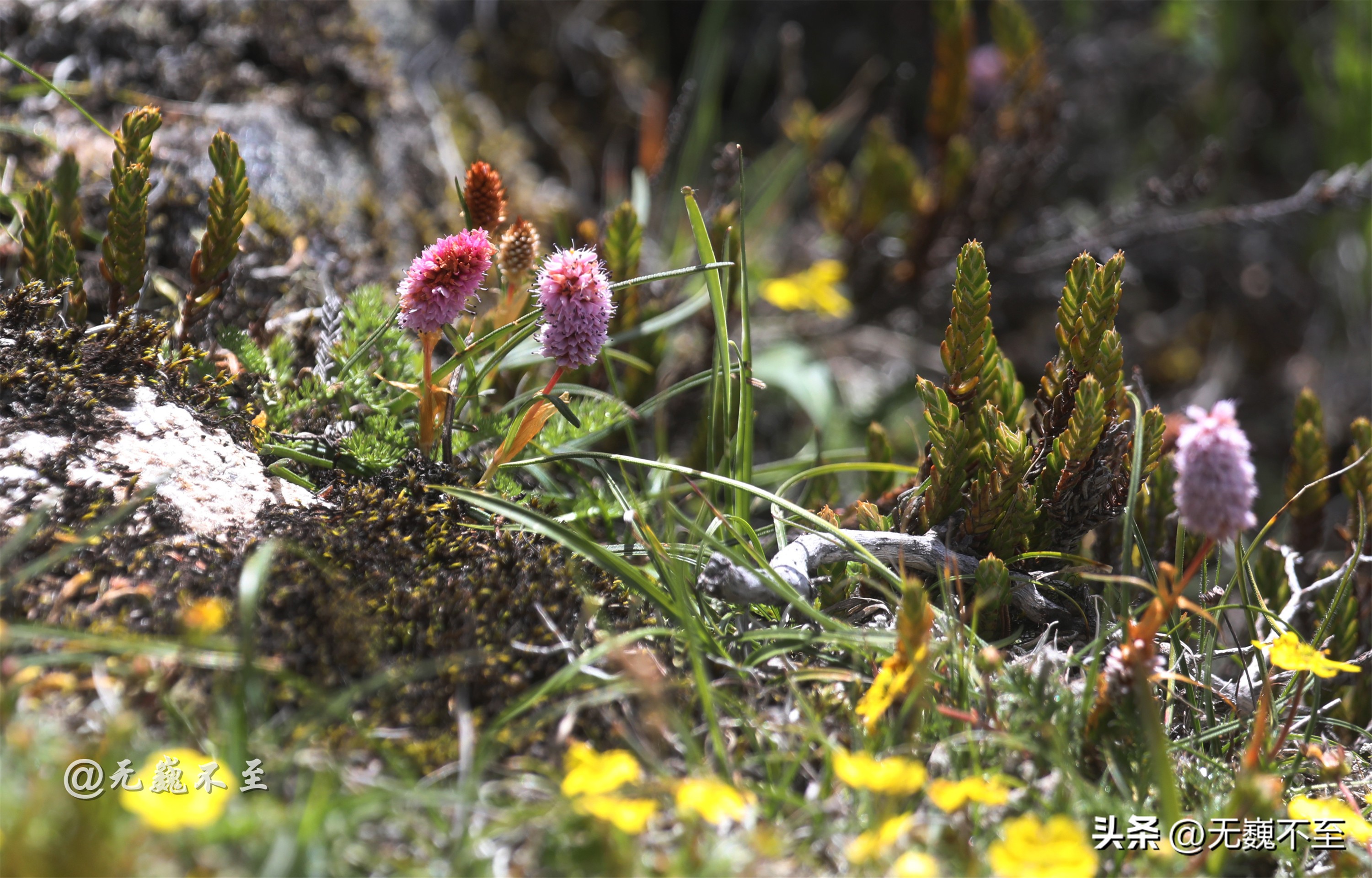 九顶归来不看花，但是这些花名你知道吗？科普一下不就认识啦