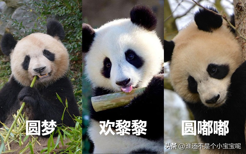 目前在国外的大熊猫有几只,大熊猫国外租借了多少只