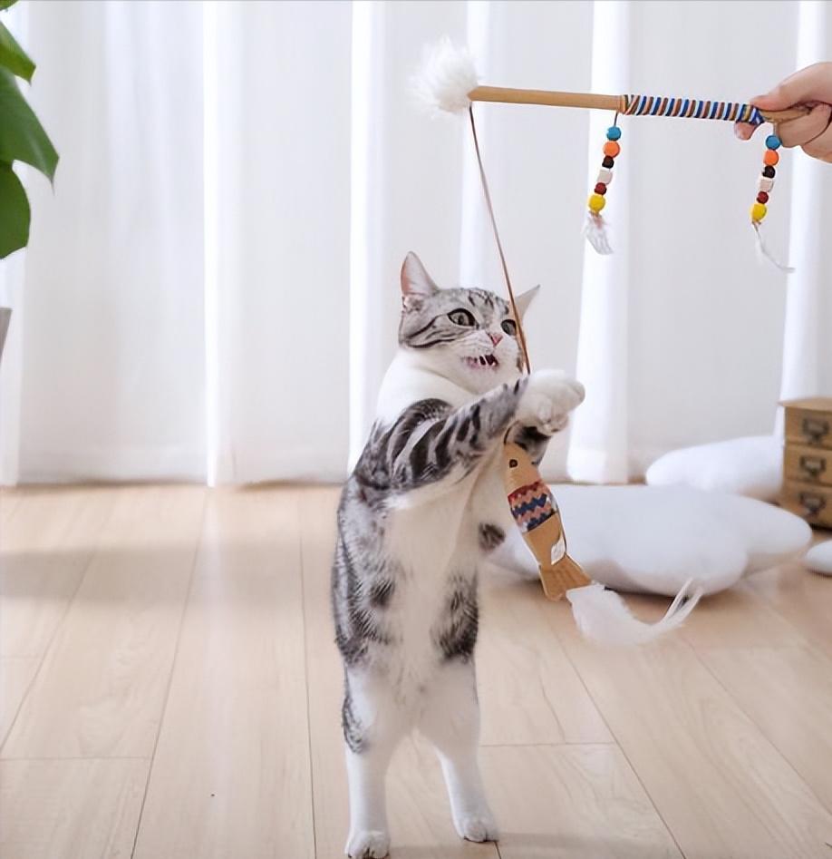 养猫前猫咪冷知识,关于猫咪的8条冷知识