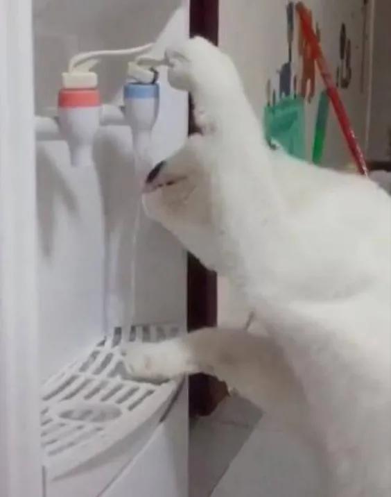 猫咪为什么爱喝铲屎官的水,猫喝流水