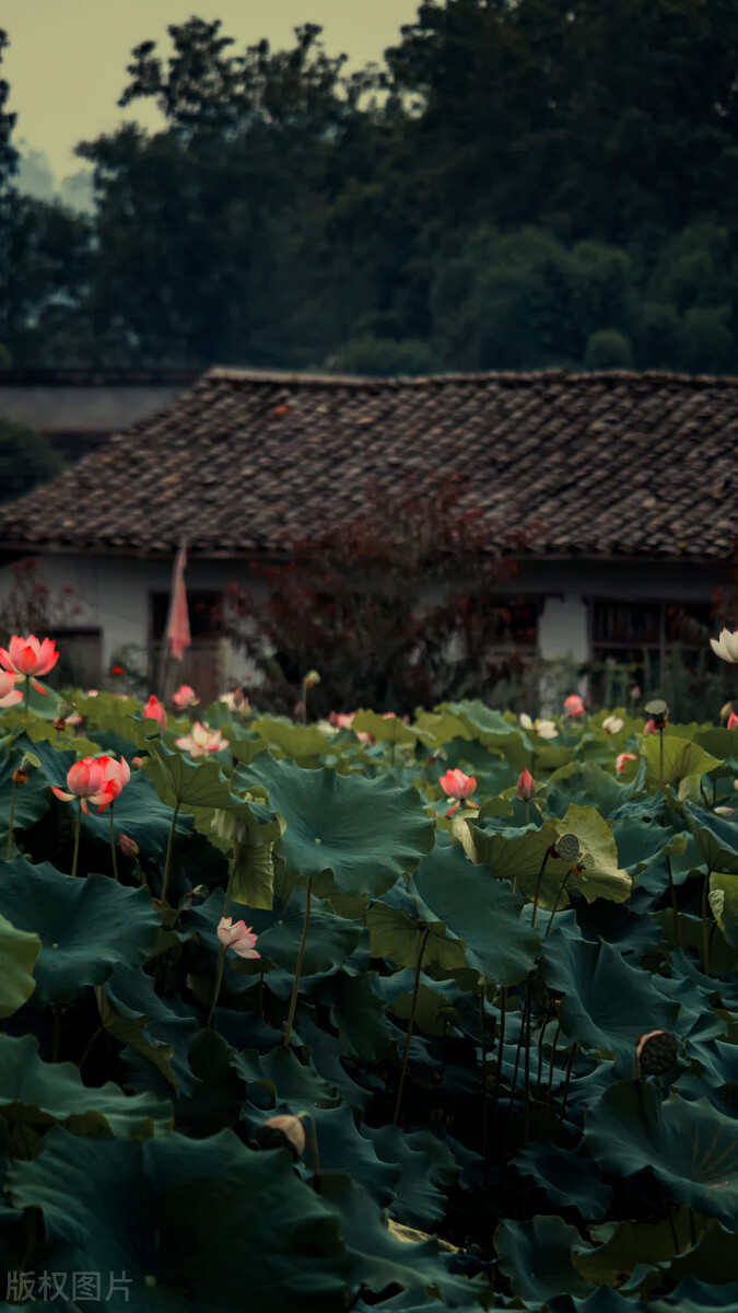荷花图片禅意荷花,最美意境荷花图片大全