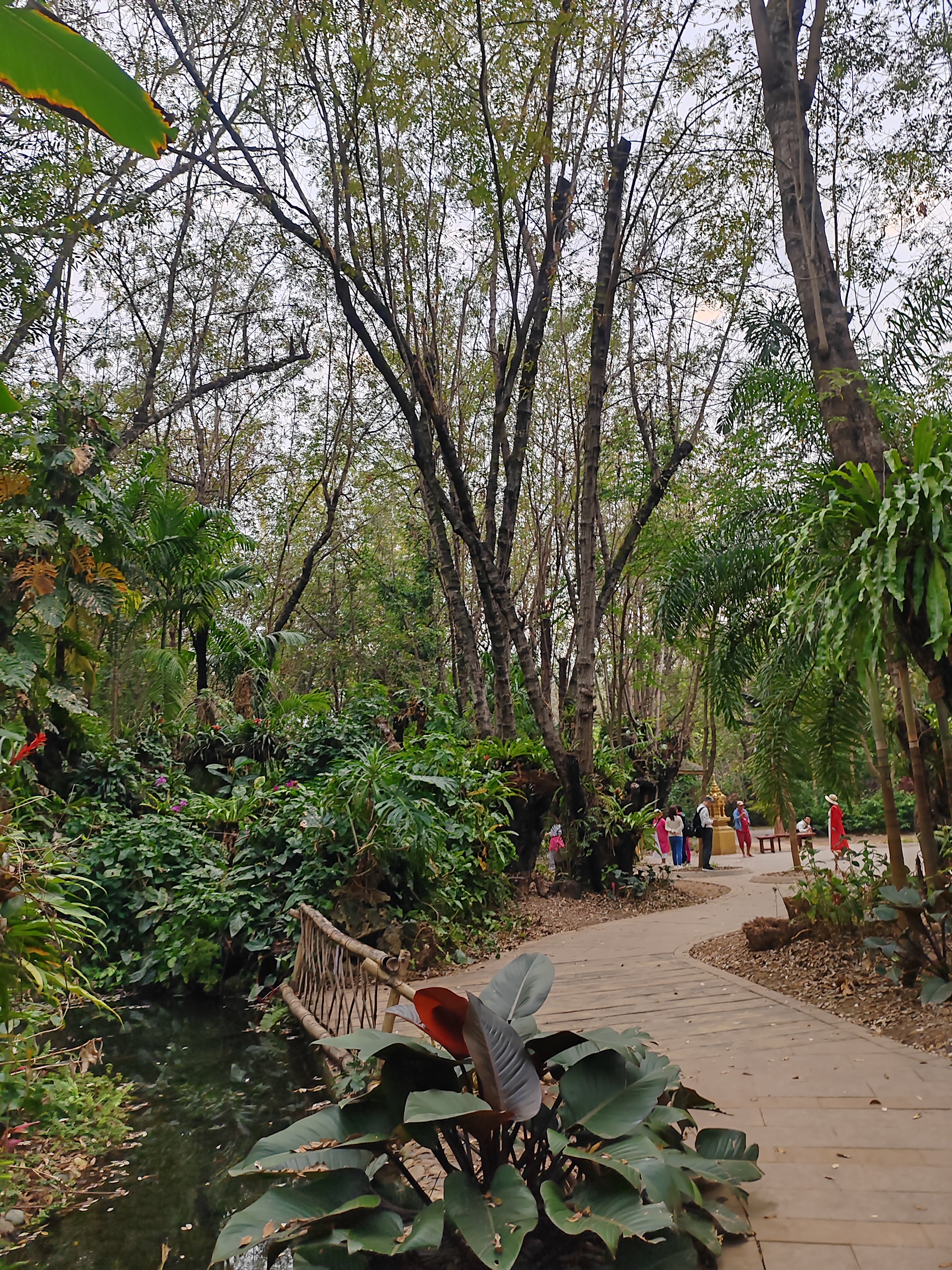 西双版纳曼听园攻略,云南西双版纳打卡曼听公园