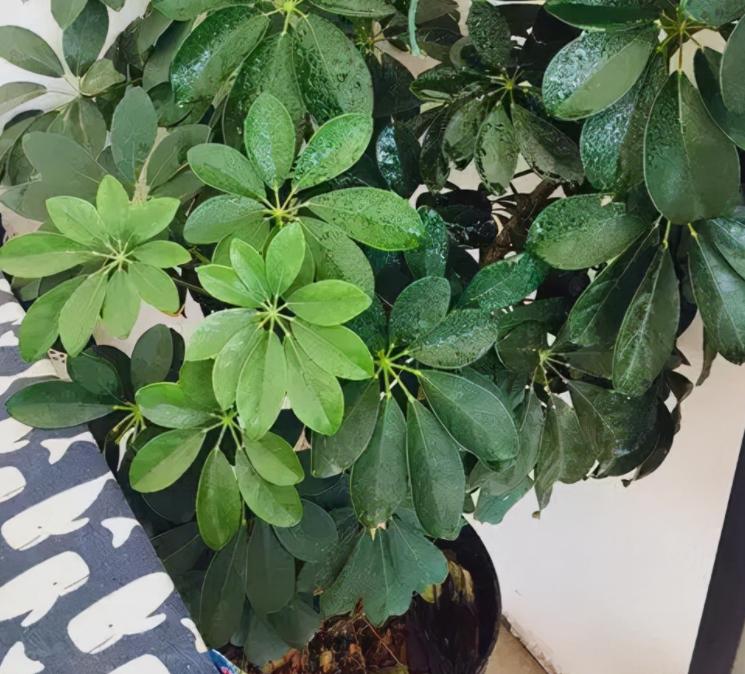 客厅养植物有什么讲究,客厅养树有什么讲究