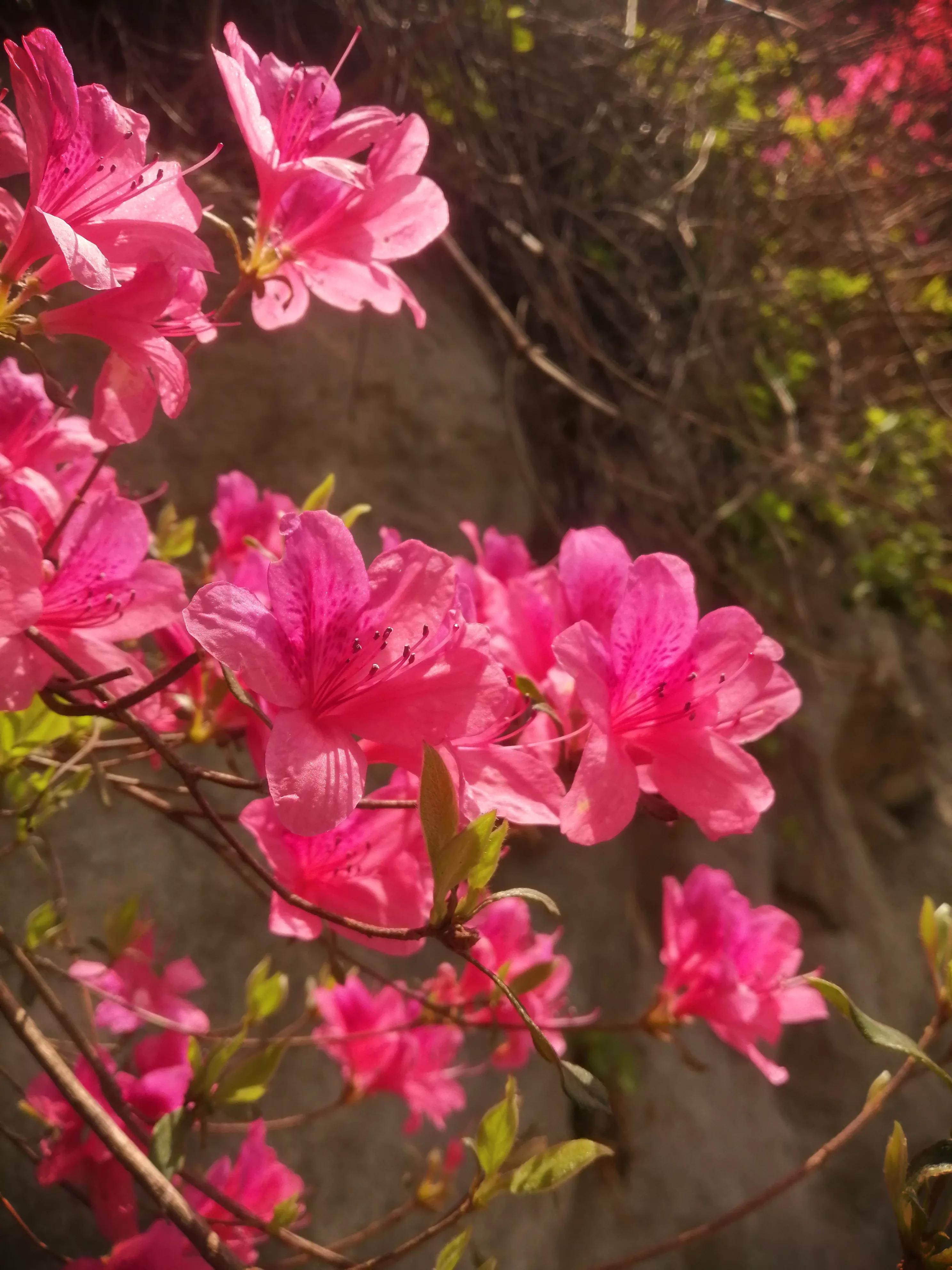 最美映山红完整版,最美映山红图片