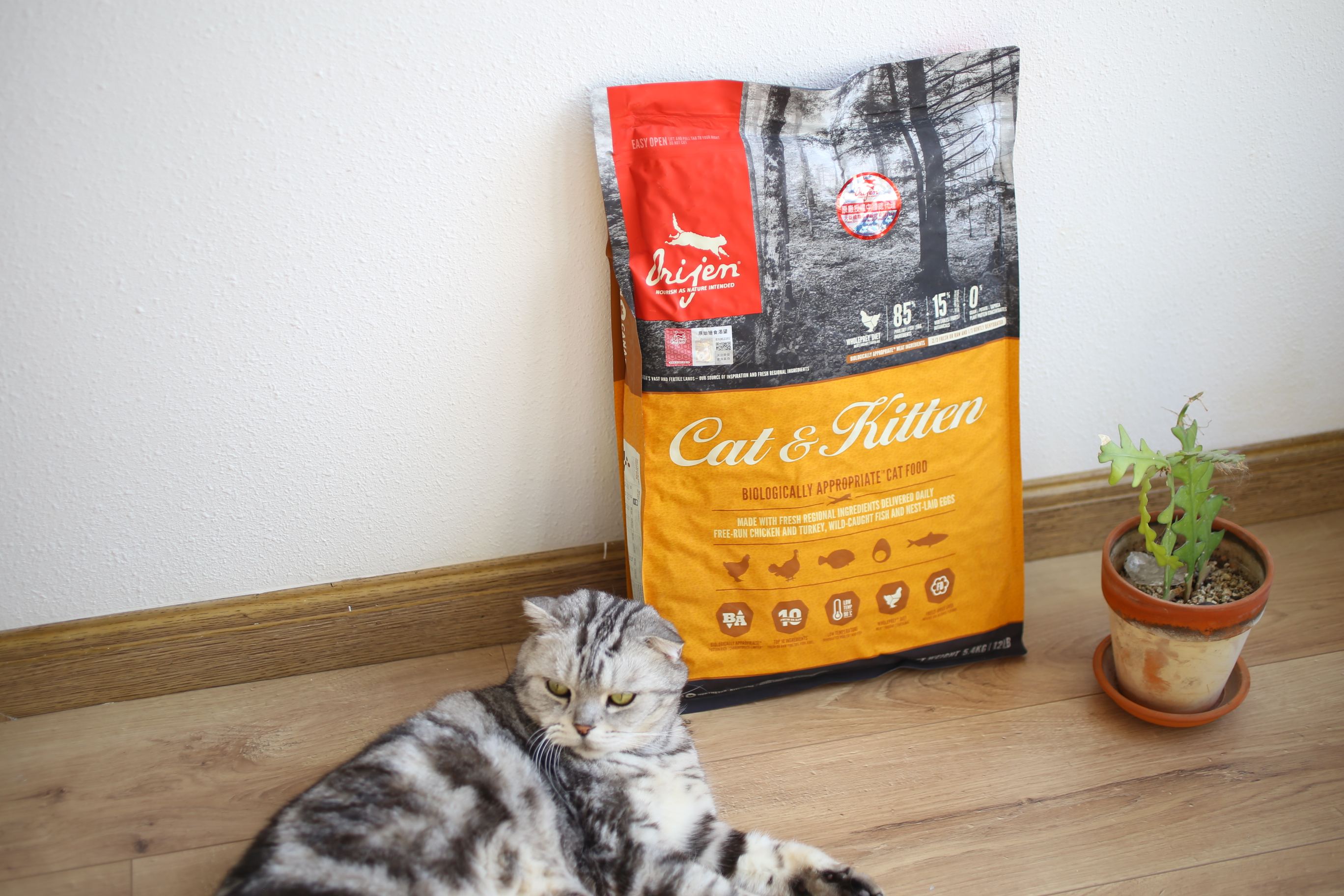 养猫好物大合集精致养猫日常,养猫平替产品