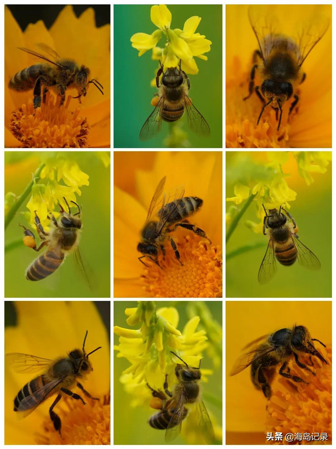 赞美蜜蜂的古诗或名言,哪些诗是赞美蜜蜂的