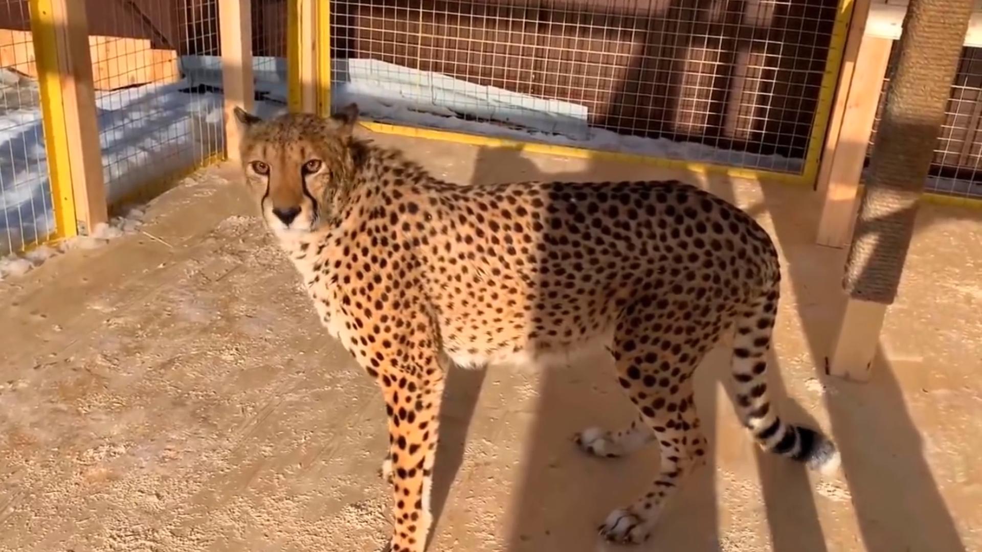 猎豹可以打过人类吗,如果在野外遇到猎豹怎么办