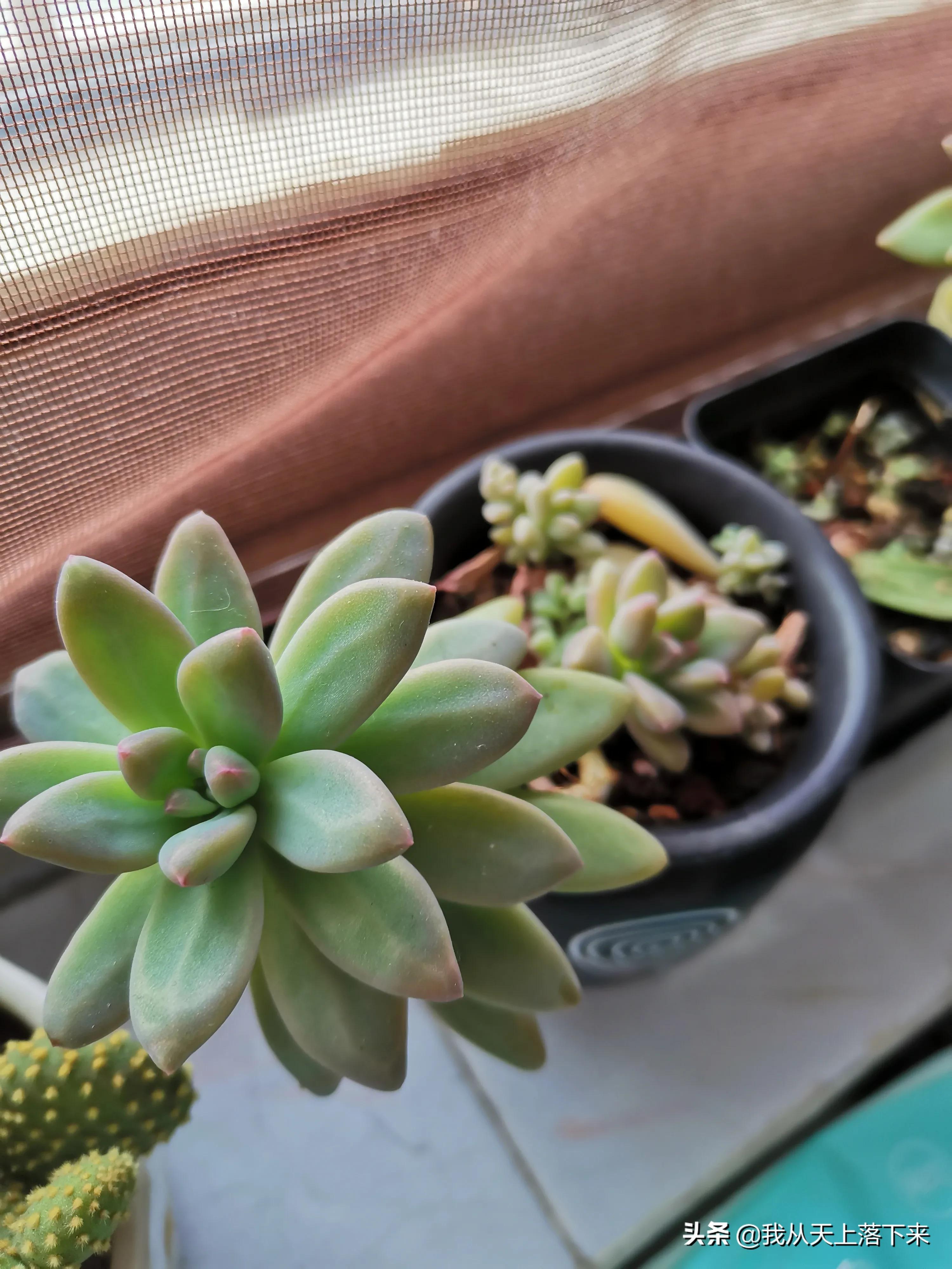 多肉品种及图片大全欣赏,多肉品种辨别图片大全欣赏