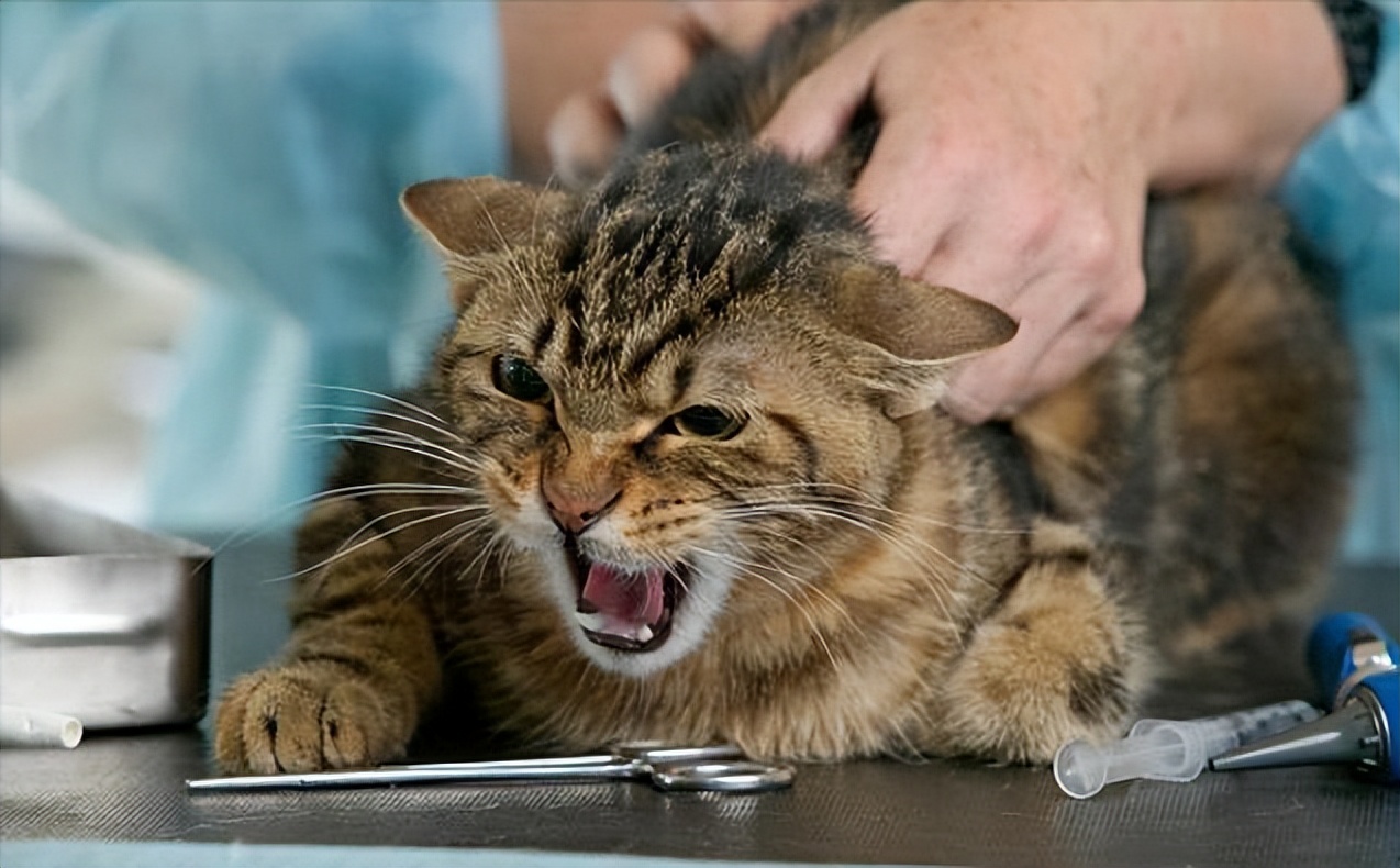 养猫100条冷知识大全,20条养猫知识知道的人不超过一半