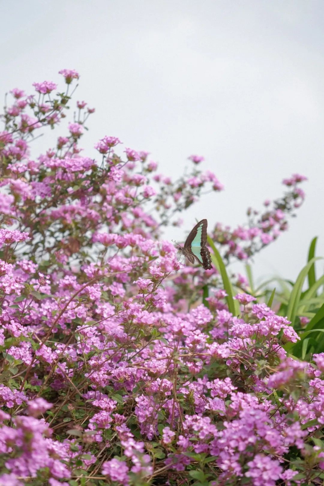 踏青露营地推荐,空港花田古朴森林露营地