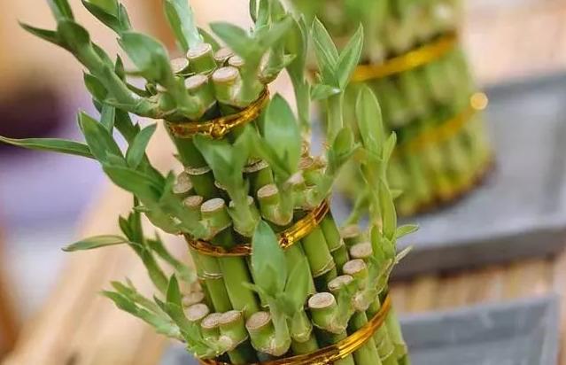 发财竹叶子黄怎么办,水培发财竹黄叶掉叶怎样补救冬天