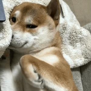 狗狗叫声的含义,狗狗的叫声像哭一样怎么回事