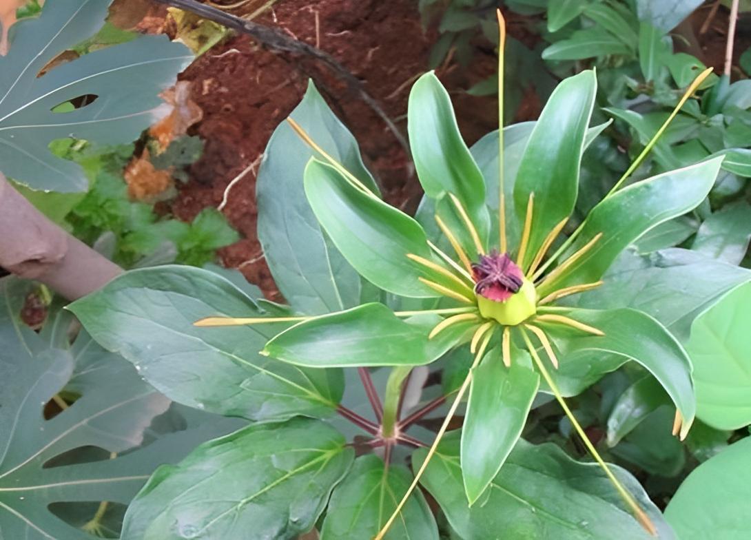 1株有1朵花，又名“七叶一枝花”，如今能按棵卖，十分珍贵且值钱