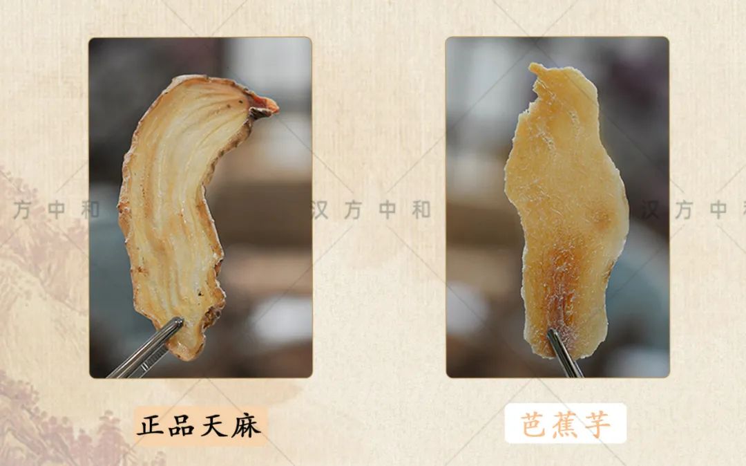 怎么分辨真天麻和假天麻,如何辨别真假天麻