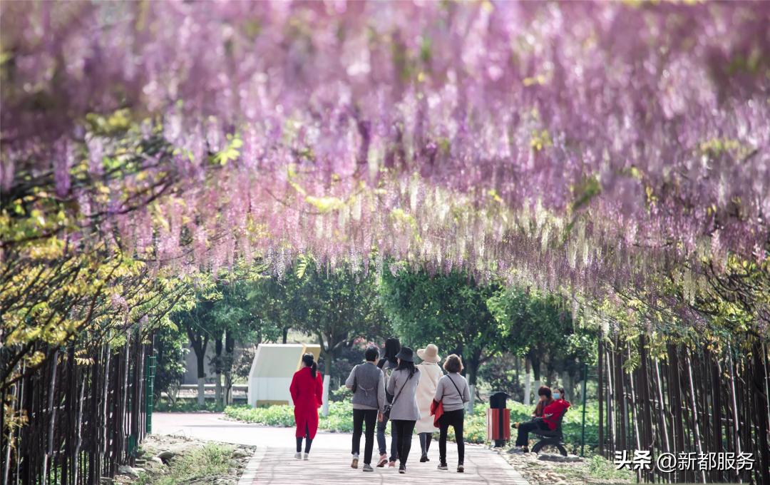 新都公交X04路，延伸至音乐百花谷！（附新都旅行乘车指南）