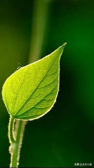 最美的手机壁纸大全,养眼养心的壁纸