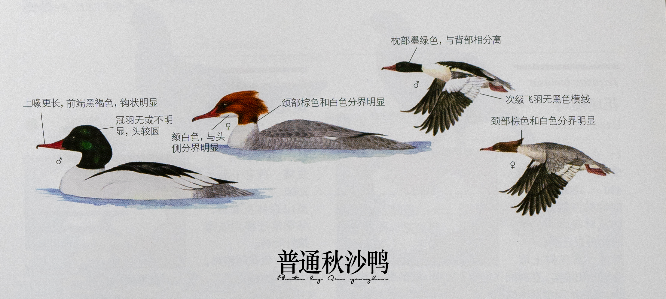 涓滄睙鎻借儨,涓滄睙鎻借儨楦熺被