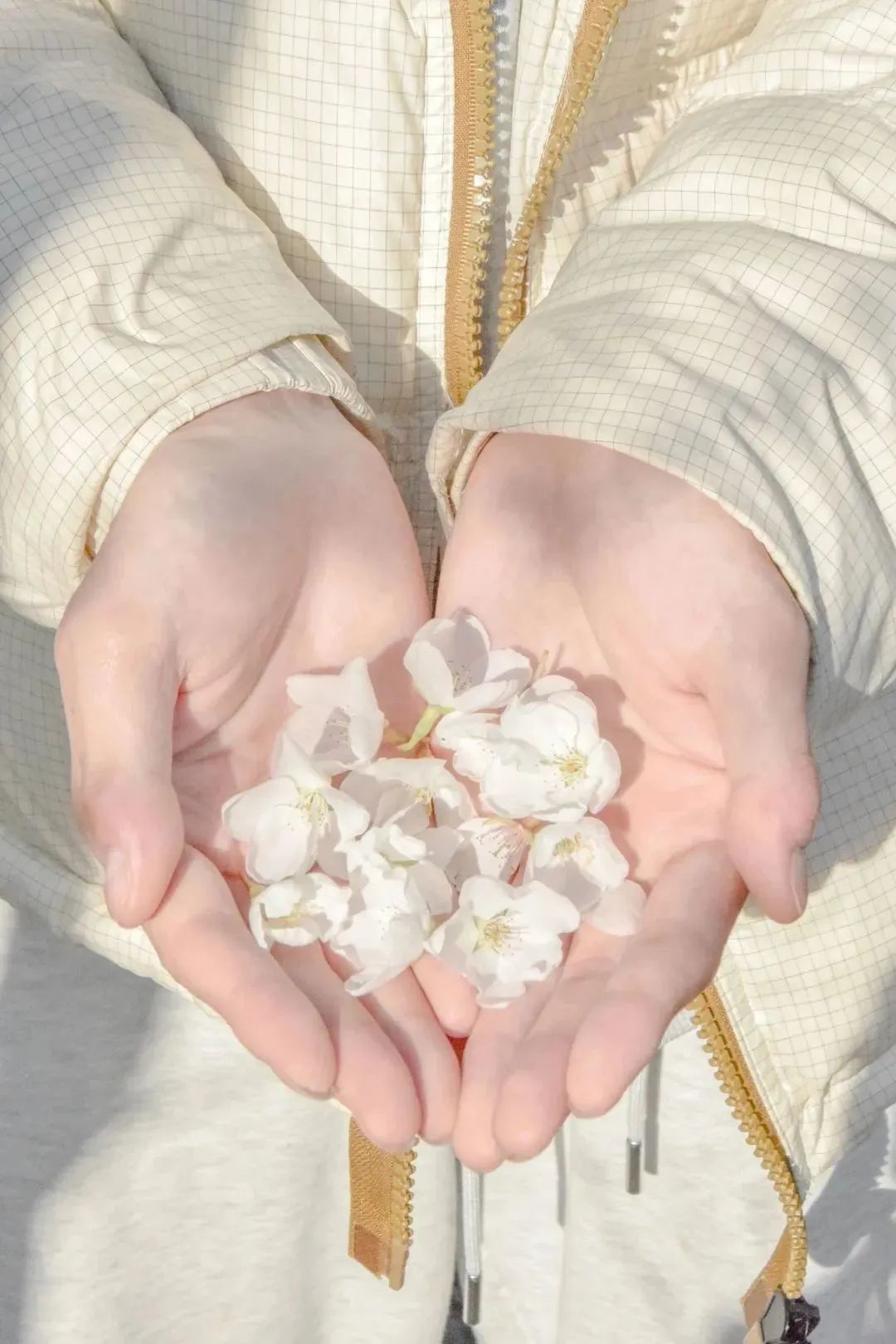 雨樱也浪漫！浙工大美美美！