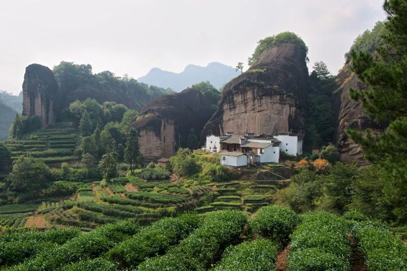 春茶的七大禁忌,四季春茶做什么茶比较好