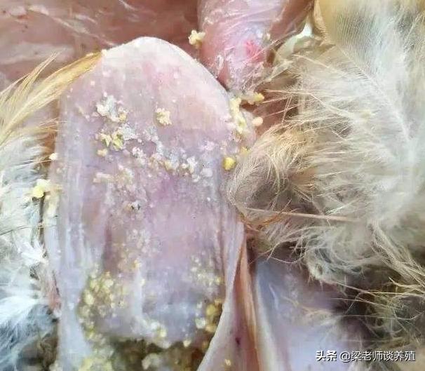 养殖户谈霉色变，你了解霉菌是如何产生和它的危害吗？