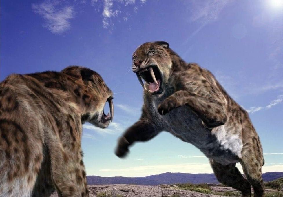 冰河时期最强的猫科秒杀东北虎,猫科霸主东北虎
