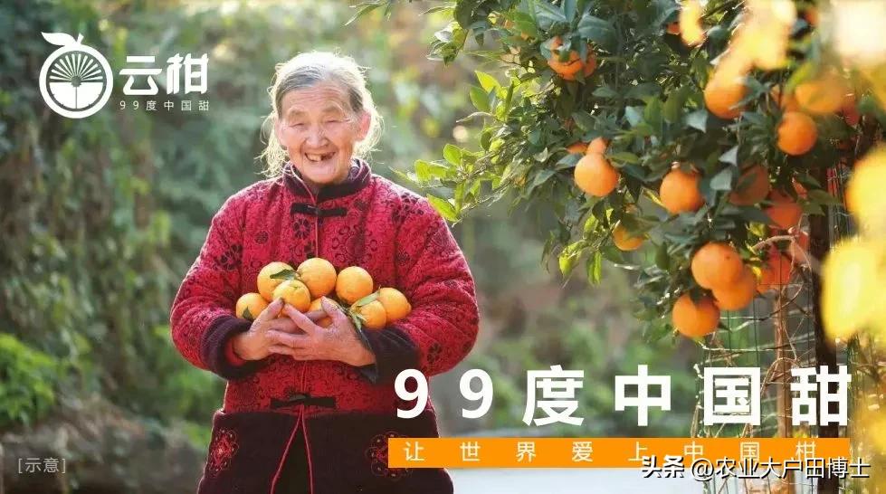 沃柑品牌策划核心竞争力如何提高,沃柑品牌推荐