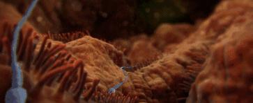 孩子会不会长得像前男友？那些没有成功的精子，最终去了哪里？