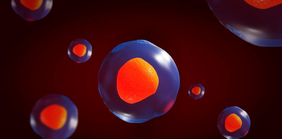 临床适应症｜干细胞对于薄型子宫内膜的修复作用及其临床意义