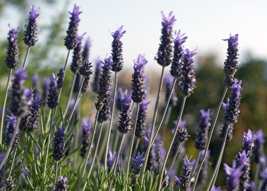 Nice兔meetyou,“属兔”的植物你知道多少?