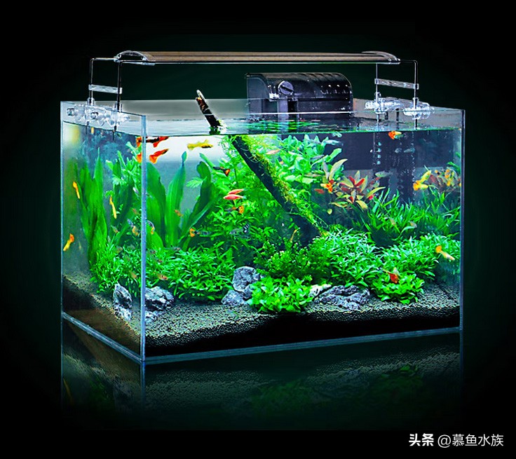 新手养鱼如何选鱼缸,新手养鱼怎样选择小鱼缸