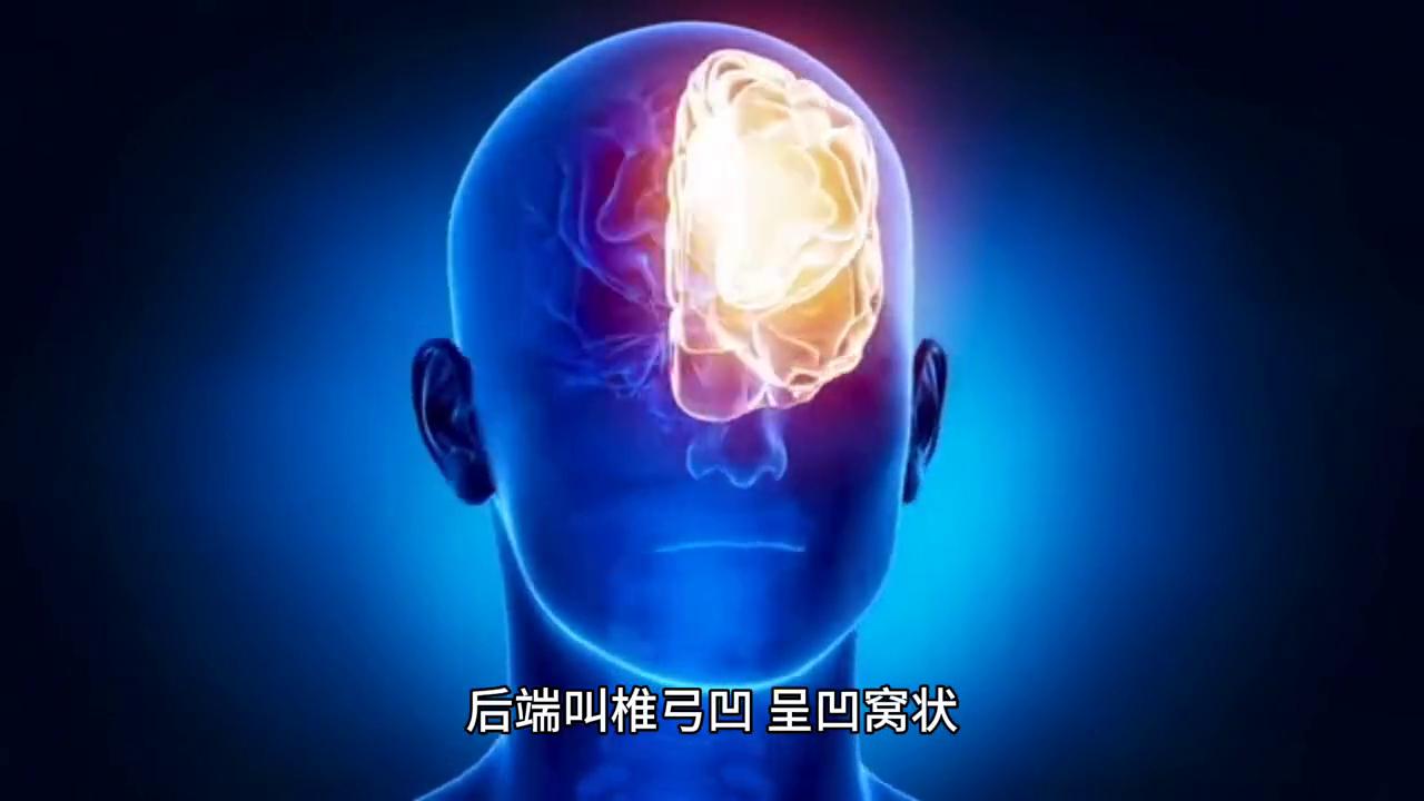 没有脚的蛇如何走路,蛇没有脚怎么走路呢视频