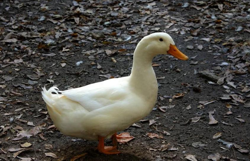 鸭子生软壳蛋,鸭子产软蛋过程