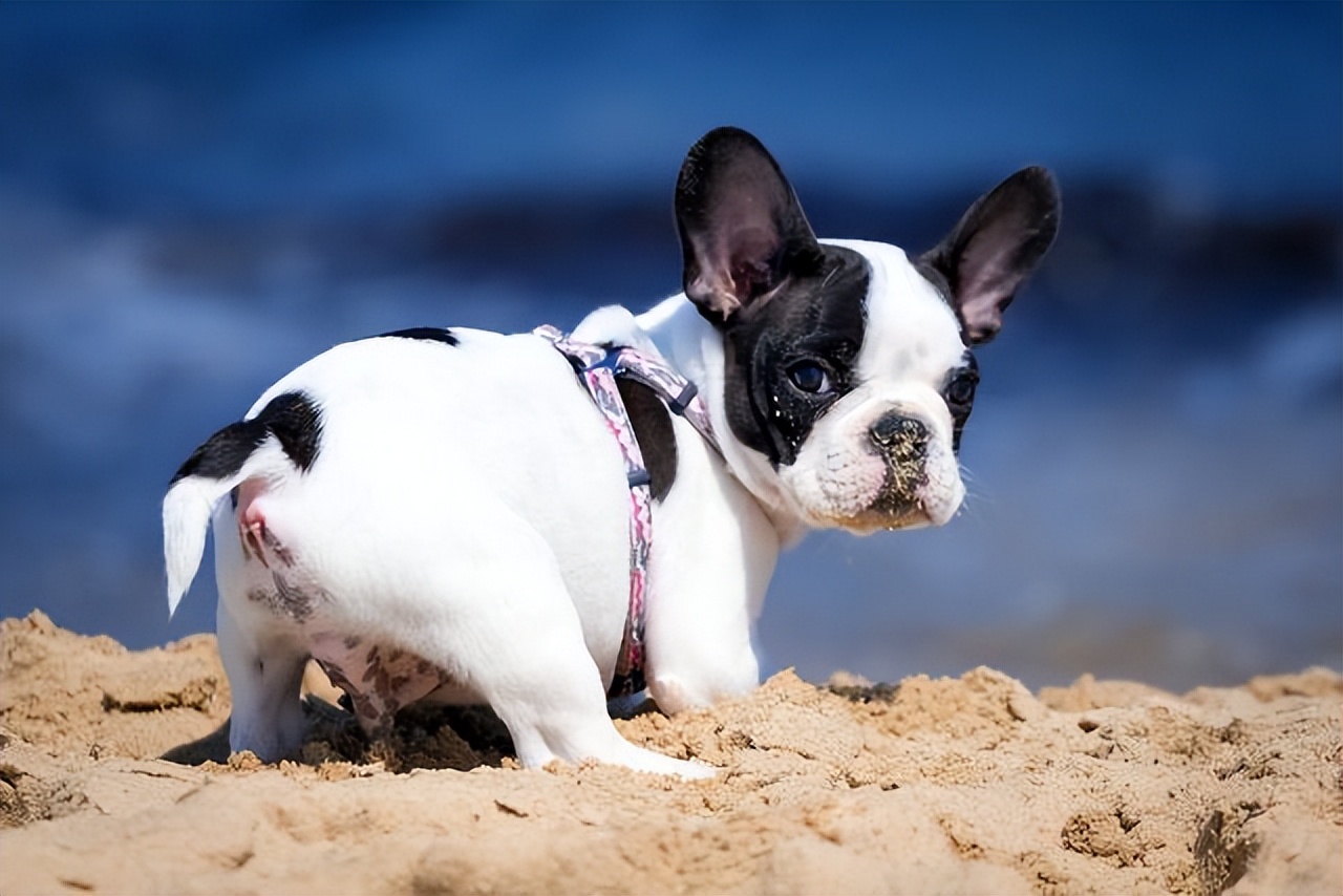 斗牛犬老是呕吐是什么原因,法国斗牛犬吐食物怎么处理