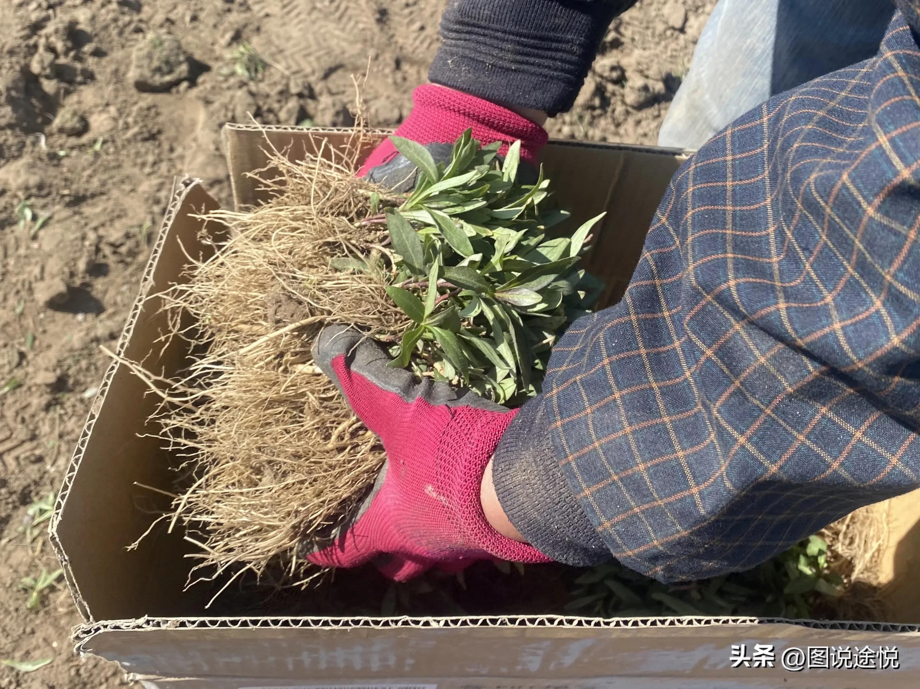 来“中国福禄考之乡”，千亩花田小镇中坐赏鲜花闲看云